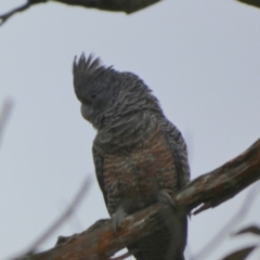 Callocephalon fimbriatum at Borough, NSW - 4 Nov 2022