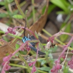 Pollanisus (genus) (A Forester Moth) at Boro - 3 Nov 2022 by Paul4K