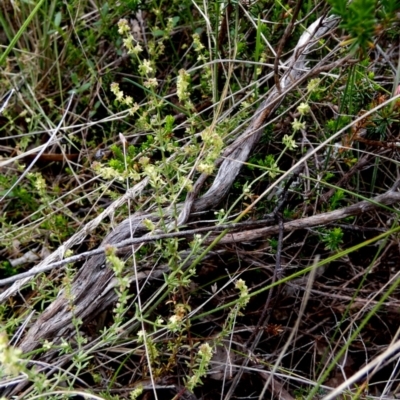 Galium gaudichaudii (Rough Bedstraw) at Borough, NSW - 4 Nov 2022 by Paul4K