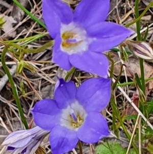 Wahlenbergia stricta subsp. stricta at Gundaroo, NSW - 4 Nov 2022 05:14 PM