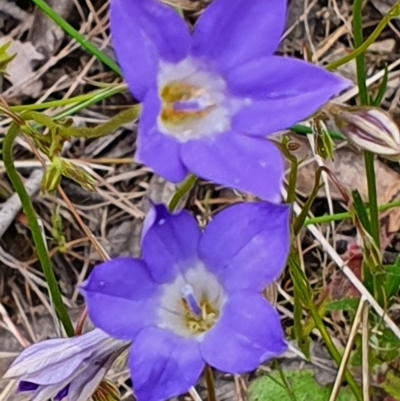 Wahlenbergia stricta subsp. stricta (Tall Bluebell) at Gundaroo, NSW - 4 Nov 2022 by Gunyijan