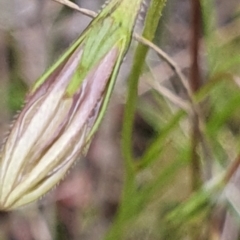 Wahlenbergia stricta subsp. stricta at Gundaroo, NSW - 4 Nov 2022 05:14 PM