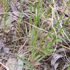 Wahlenbergia stricta subsp. stricta at Gundaroo, NSW - 4 Nov 2022 05:14 PM