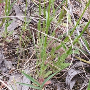 Wahlenbergia stricta subsp. stricta at Gundaroo, NSW - 4 Nov 2022