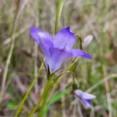 Wahlenbergia stricta subsp. stricta at Gundaroo, NSW - 4 Nov 2022