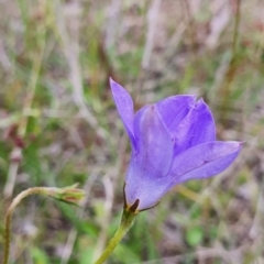 Wahlenbergia stricta subsp. stricta at Gundaroo, NSW - 4 Nov 2022 05:14 PM