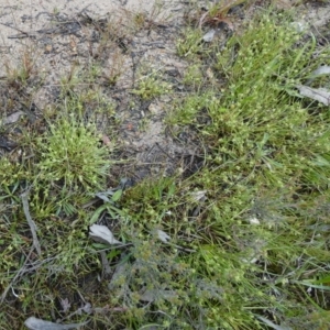 Isolepis inundata at Borough, NSW - suppressed