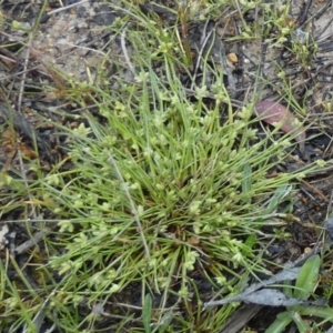 Isolepis inundata at Borough, NSW - 4 Nov 2022