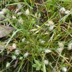 Centrolepis strigosa at Borough, NSW - suppressed