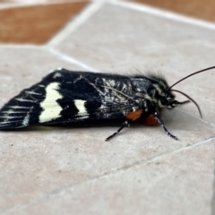 Phalaenoides glycinae (Grapevine Moth) at O'Connor, ACT - 5 Nov 2022 by AndrewCB