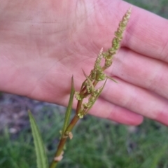 Rumex brownii (Slender Dock) at Bungendore, NSW - 2 Nov 2022 by clarehoneydove