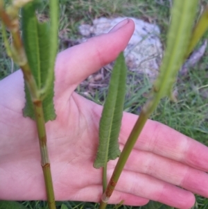 Rumex brownii at Bungendore, NSW - 2 Nov 2022 07:06 PM