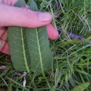 Rumex brownii at Bungendore, NSW - 2 Nov 2022 07:06 PM