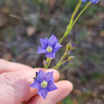 Linum marginale (Native Flax) at Bungendore, NSW - 4 Nov 2022 by clarehoneydove