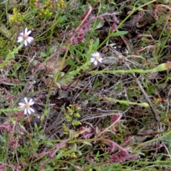 Vittadinia cuneata (Fuzzweed, New Holland Daisy) at Boro - 3 Nov 2022 by Paul4K