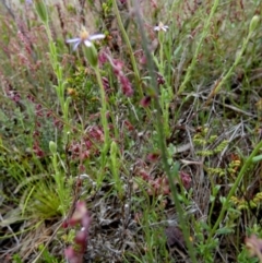 Vittadinia cuneata at Borough, NSW - suppressed