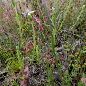 Vittadinia cuneata at Borough, NSW - suppressed