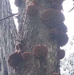 Hexagonia vesparia (Wasp Nest Polypore) at Forde, ACT - 4 Nov 2022 by JasoL