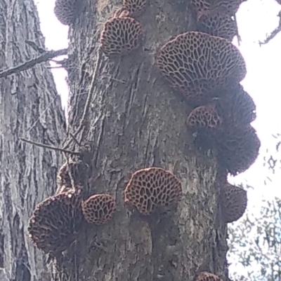 Hexagonia vesparia (Wasp Nest Polypore) at Forde, ACT - 4 Nov 2022 by JasoL