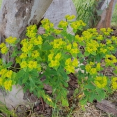 Euphorbia oblongata (Egg-leaf Spurge) at Kambah, ACT - 4 Nov 2022 by MatthewFrawley