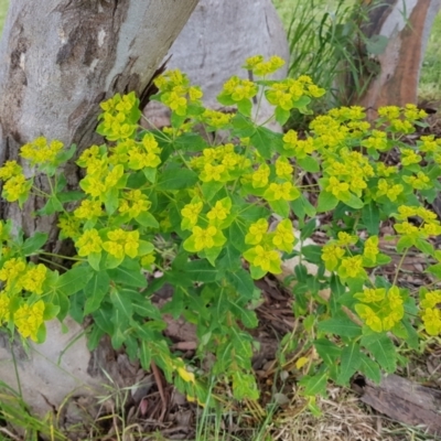 Euphorbia oblongata (Egg-leaf Spurge) at Kambah, ACT - 4 Nov 2022 by MatthewFrawley