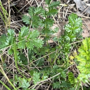 Acaena echinata at Higgins, ACT - 4 Nov 2022