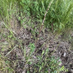 Acaena echinata at Higgins, ACT - 4 Nov 2022