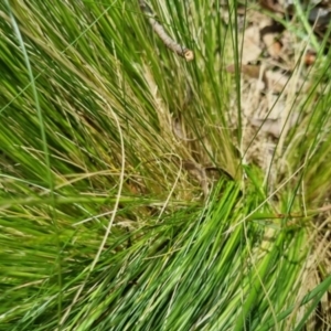 Nassella trichotoma at Bungendore, NSW - 5 Nov 2022