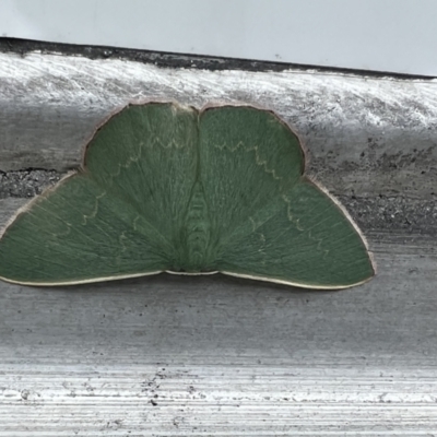 Prasinocyma semicrocea (Common Gum Emerald moth) at Pialligo, ACT - 5 Nov 2022 by FeralGhostbat