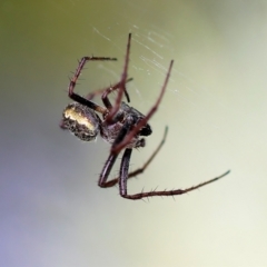 Salsa fuliginata (Sooty Orb-weaver) at Wodonga, VIC - 4 Nov 2022 by KylieWaldon