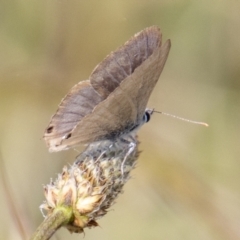 Lampides boeticus (Long-tailed Pea-blue) at Chapman, ACT - 4 Nov 2022 by SWishart