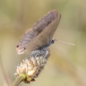 Lampides boeticus at Chapman, ACT - 4 Nov 2022 03:02 PM