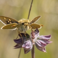 Trapezites luteus (Yellow Ochre, Rare White-spot Skipper) at Chapman, ACT - 4 Nov 2022 by SWishart