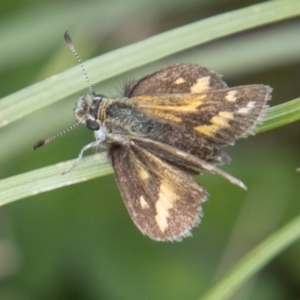 Taractrocera papyria at Stromlo, ACT - 4 Nov 2022