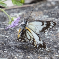 Belenois java (Caper White) at Stromlo, ACT - 4 Nov 2022 by SWishart