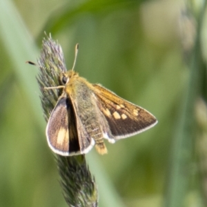 Trapezites luteus at Stromlo, ACT - 4 Nov 2022