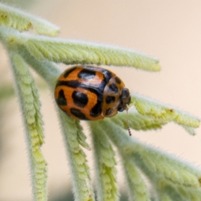 Peltoschema oceanica (Oceanica leaf beetle) at Stromlo, ACT - 4 Nov 2022 by SWishart