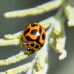 Peltoschema oceanica at Stromlo, ACT - 4 Nov 2022