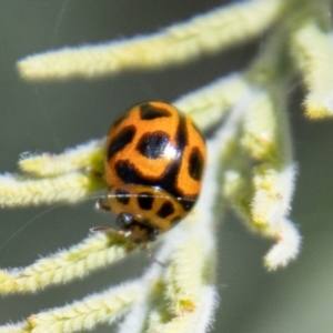 Peltoschema oceanica at Stromlo, ACT - 4 Nov 2022