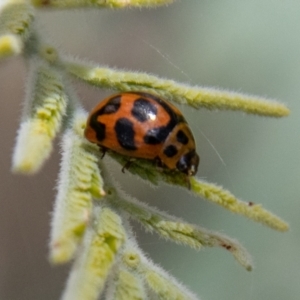 Peltoschema oceanica at Stromlo, ACT - 4 Nov 2022