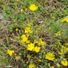 Hibbertia obtusifolia (Grey Guinea-flower) at Jerrabomberra, ACT - 5 Nov 2022 by Mike