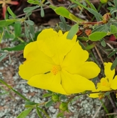 Hibbertia obtusifolia at Jerrabomberra, ACT - 5 Nov 2022