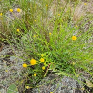 Calotis lappulacea at Jerrabomberra, ACT - 5 Nov 2022