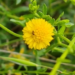 Calotis lappulacea at Jerrabomberra, ACT - 5 Nov 2022