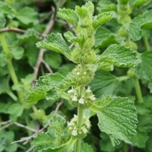 Marrubium vulgare at Jerrabomberra, ACT - 5 Nov 2022