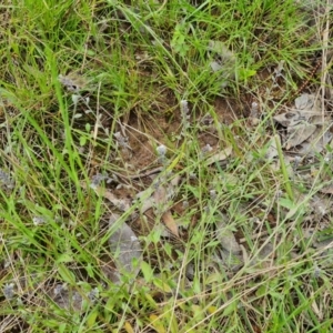 Myosotis discolor at Jerrabomberra, ACT - 5 Nov 2022