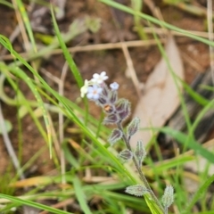 Myosotis discolor at Jerrabomberra, ACT - 5 Nov 2022