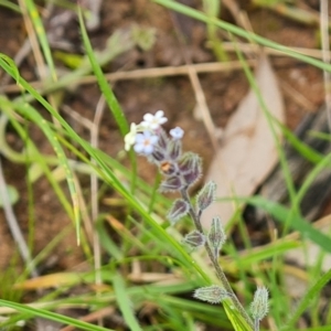 Myosotis discolor at Jerrabomberra, ACT - 5 Nov 2022