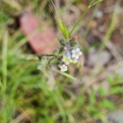 Myosotis discolor at Jerrabomberra, ACT - 5 Nov 2022 03:19 PM