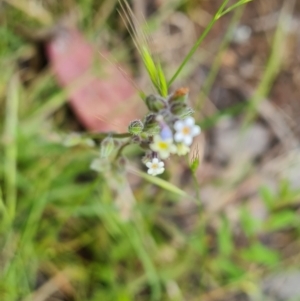 Myosotis discolor at Jerrabomberra, ACT - 5 Nov 2022